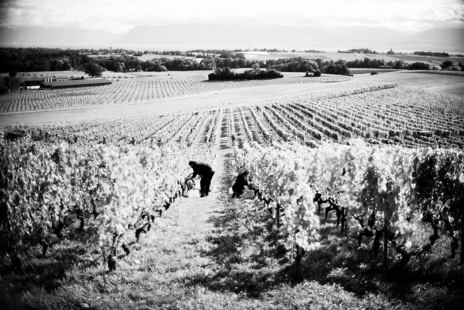 Domaine du Brantard