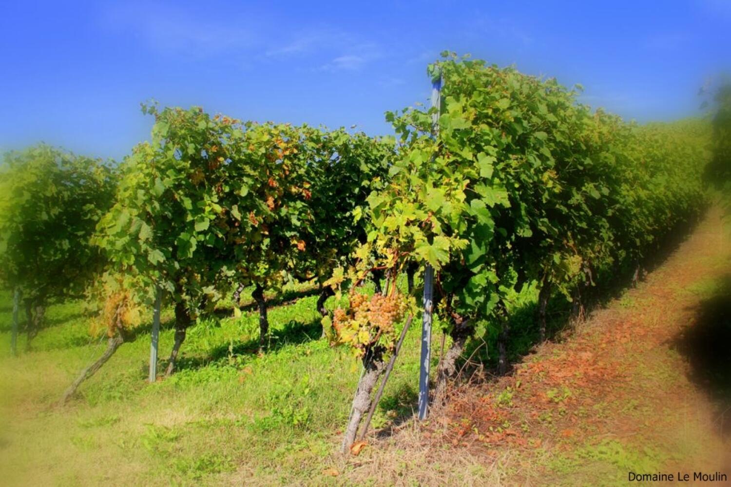 Domaine Le Moulin