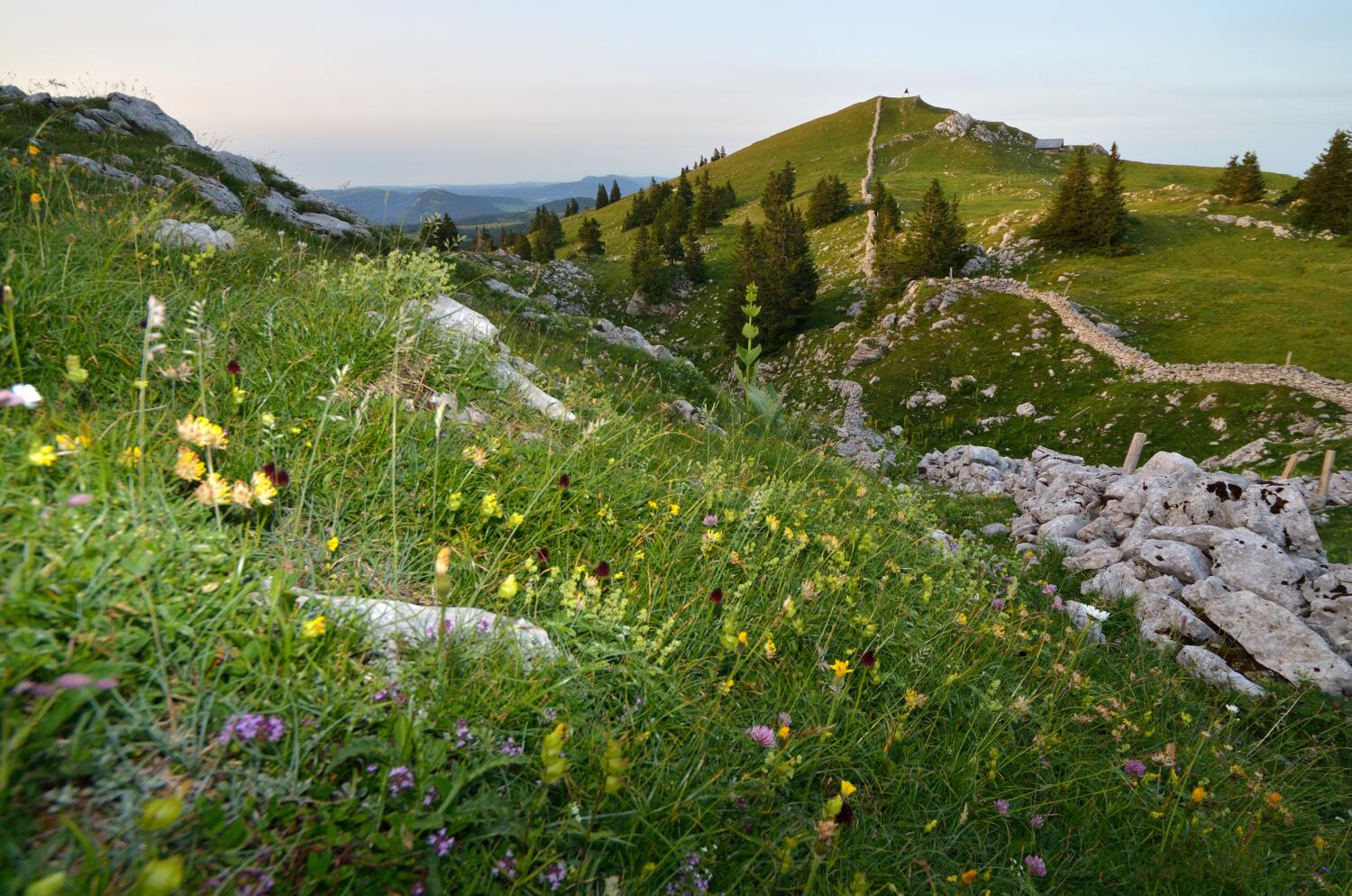 Le Mont Tendre
