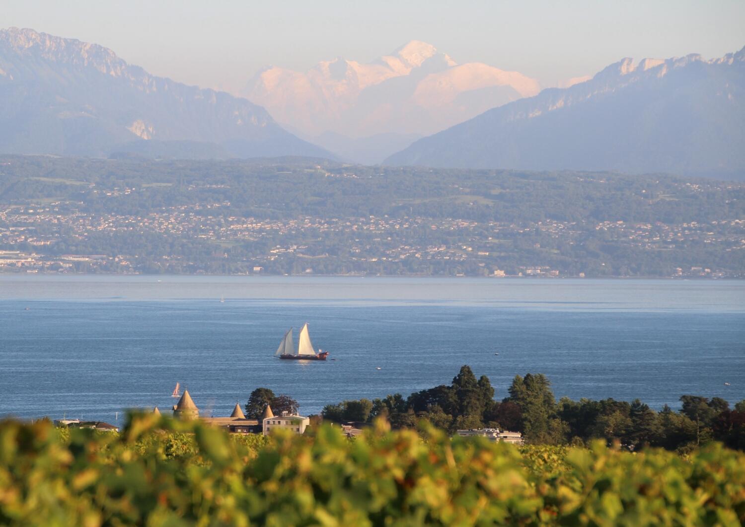Balade Oenotouristique du Domaine de la Ville de Morges