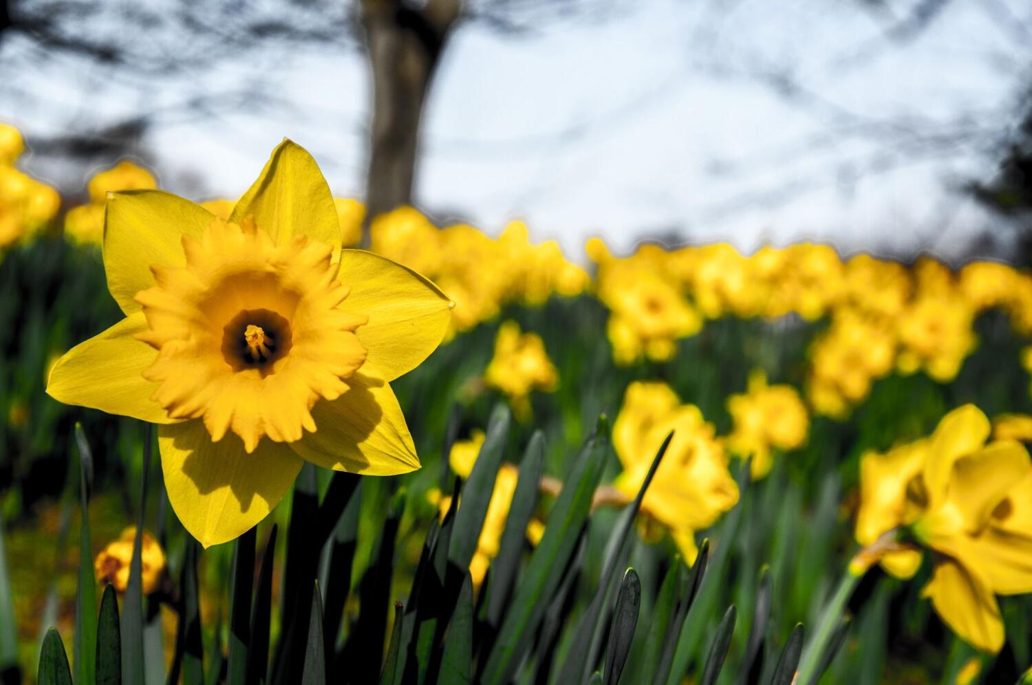 Jonquilles d’Eclépens