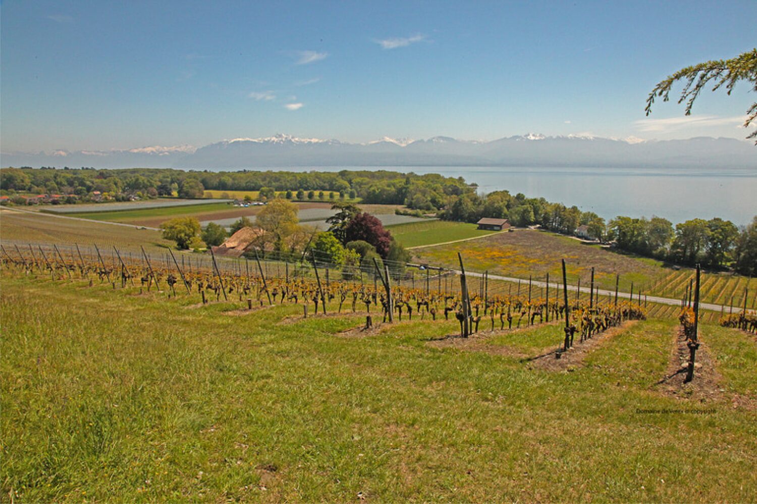 Domaine de Verex