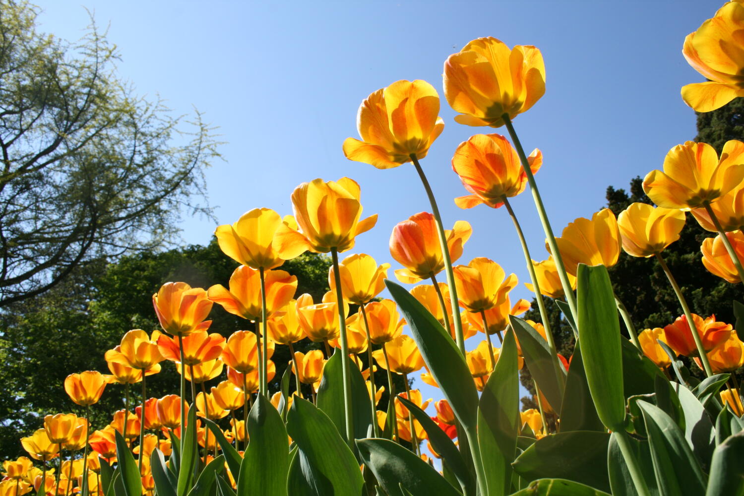 Trophée de la Tulipe d’Or – chasse au trésor exclusive pour adultes