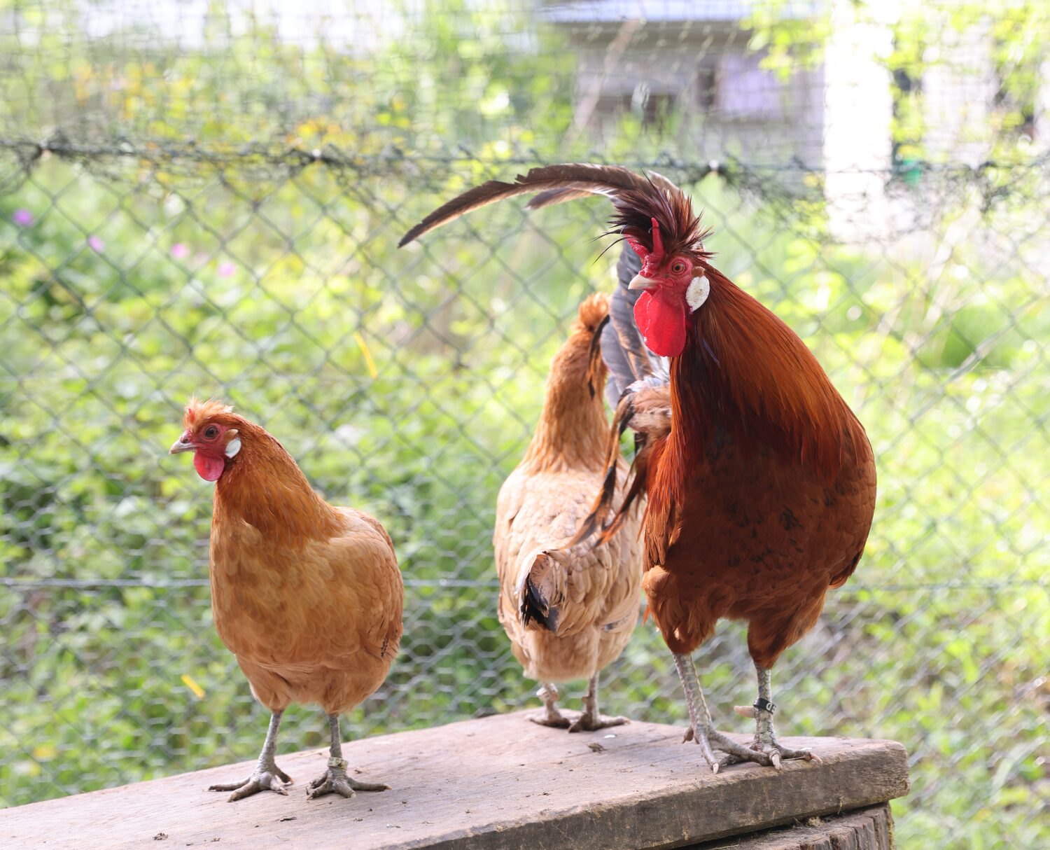 Poussins d’Avril – La Maison de la Rivière