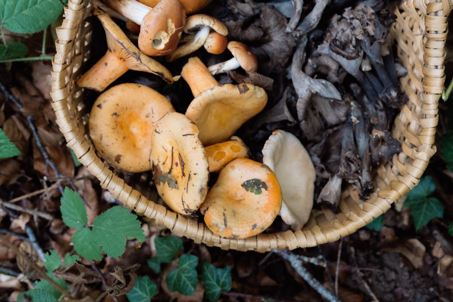 Les champignons, de la forêt à l’assiette
