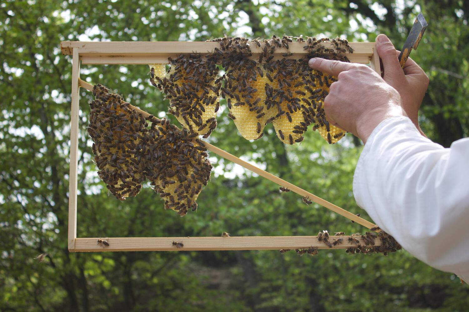 Initiation à l’apiculture douce