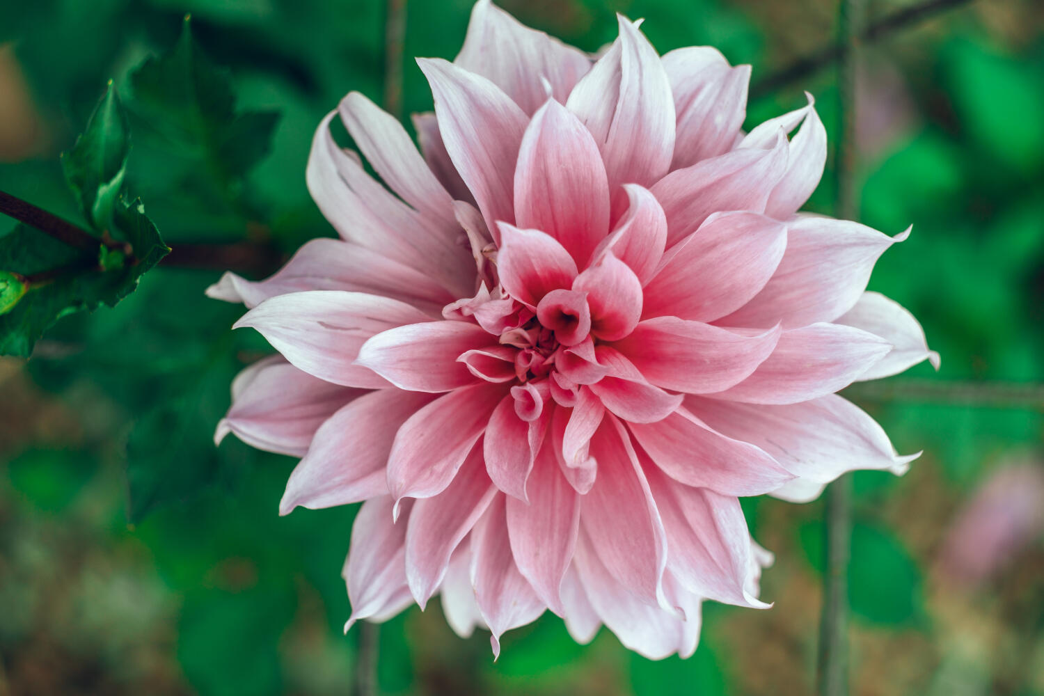 Week-end anniversaire “Fête du Dahlia”