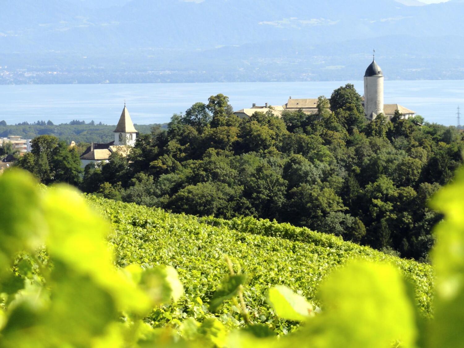 Aubonne, entre vigne et campagne