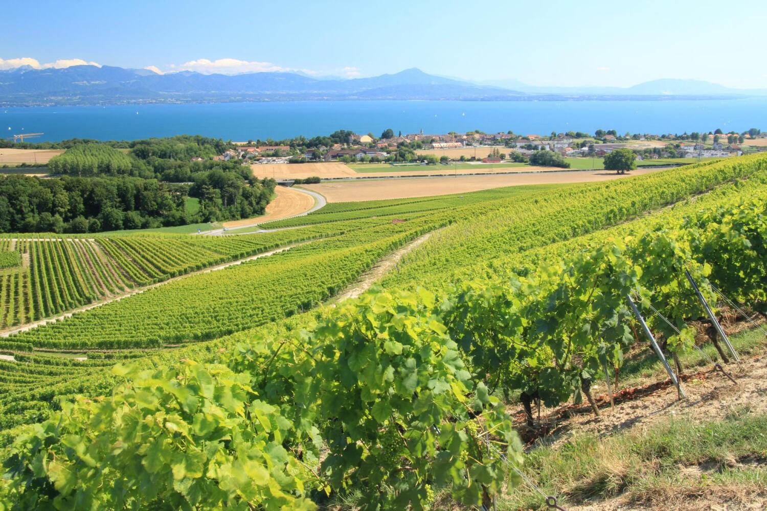 vignoble avec ciel bleu et vue sur les Alpes