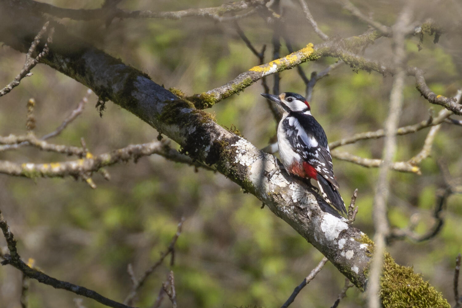 Balade à l’écoute du chant des oiseaux