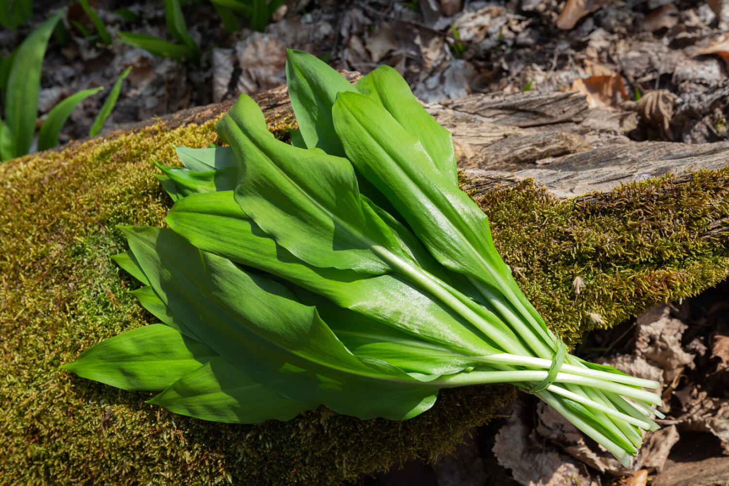 Identification, cueillette et cuisine de plantes sauvages