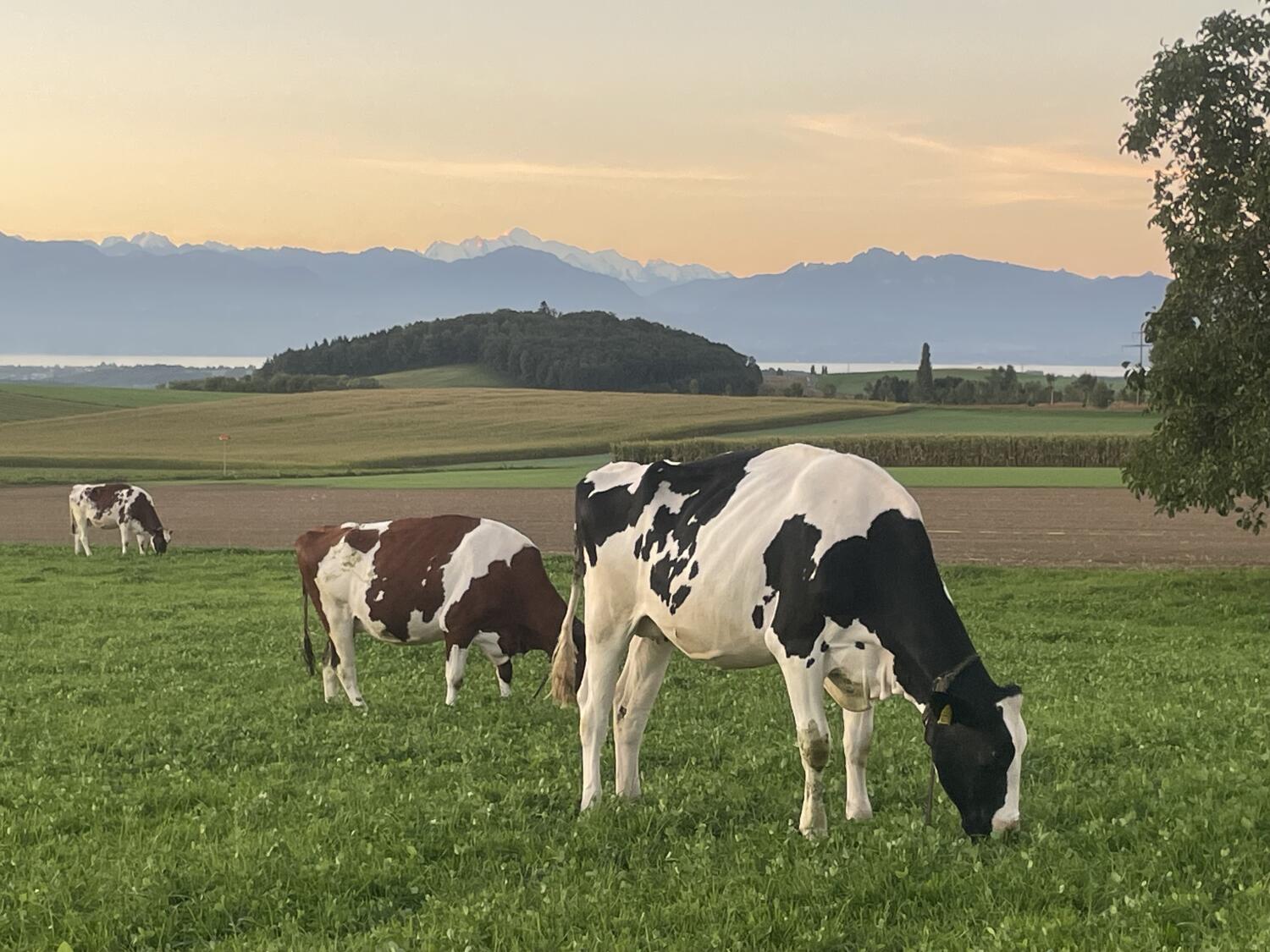 Visite de la ferme de Champ Colomb